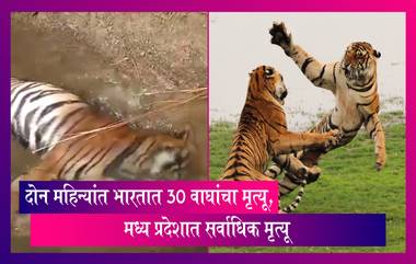 Tigers Deaths in 2 Months: देशात दोन महिन्यांत 30 वाघांचा मृत्यू,