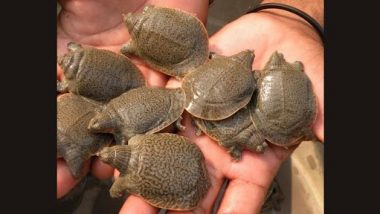 Turtles Smuggling : नॉर्थ ईस्ट एक्सप्रेसमधून 157 कासव हस्तगत; 9 तस्करांना अटक