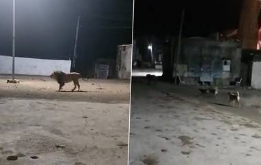 Gujarat: कुत्र्यांच्या भुंकण्यामुळे घाबरला जंगलाचा राजा, सिंहाने ठोकली धूम