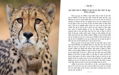 Kuno National Park Cheetah Death: नामिबियातून मध्य प्रदेशातील कुनो नॅशनल पार्कमध्ये आणलेल्या मादी चित्ता 'Shasha' चा मृत्यू