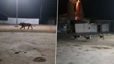 Street Dogs Chase Lion: 'गली में कुत्ते भी शेर होते हैं' म्हण ठरली खरी; गावात घुसलेल्या सिंहाला कुत्र्यांनी लावलं पळवून, Watch Viral Video