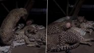 Man Sleeps With Cheetahs: धक्कादायक! तीन चित्यासह झोपलेल्या व्यक्तीचा व्हिडिओ व्हायरल (Watch Video)