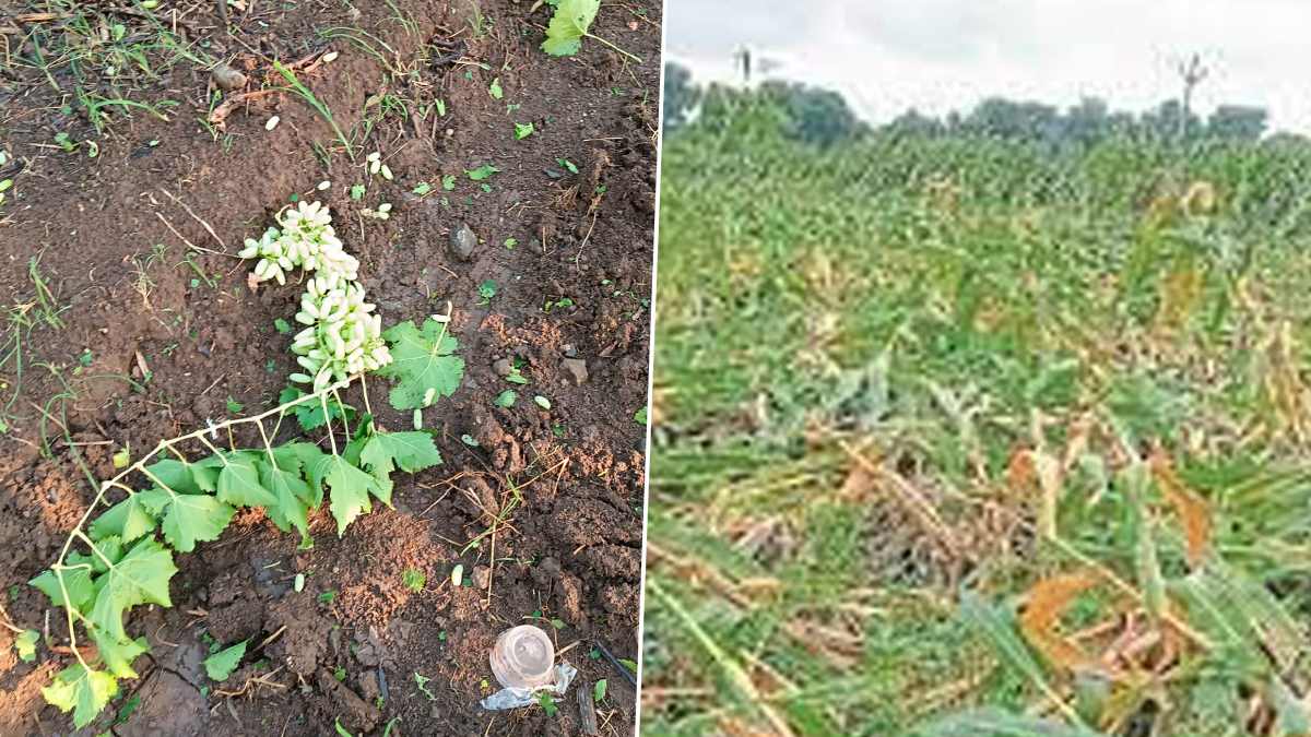 Unseasonal Rain: अहमदनगर जिल्ह्यात वादळी वाऱ्यासह अवकाळी पाऊस, शेतीला मोठा फटका