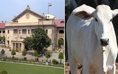 High Court Judge On Cow Slaughter: 'गायीला मारणारा माणूस नरकात सडतो'; अलाहाबाद उच्च न्यायालयाच्या लखनौ खंडपीठाची गोहत्येवर कठोर टीका