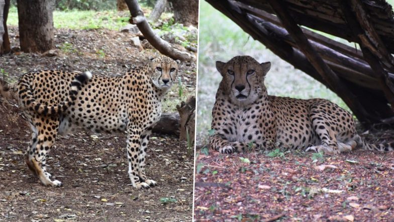 Kuno National Park Cheetah Dies: दक्षिण आफ्रिकेतून आणलेल्या एका नर चित्त्याचा मृत्यू