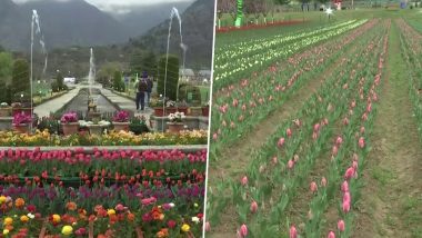 Tulip Garden: आशियातील सर्वात मोठे ट्युलिप गार्डन पर्यटकांसाठी खुले