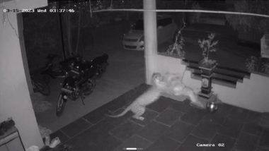 Leopard Hunted a Dog CCTV Visuals: पुणे येथे बिबट्याने केली शेतकऱ्याच्या कुत्र्याची शिकार, घराच्या दारात घडलेला प्रकार सीसीटीव्हीत कैद (Watch Video)