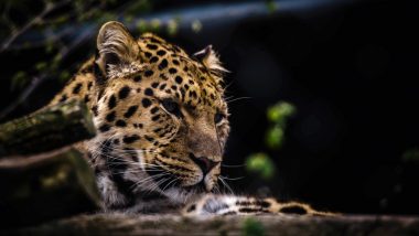 Leopard in Aurangabad: गोठ्यात शिरून बिबट्याने बकरीचा पाडला फडशा (Watch Video)