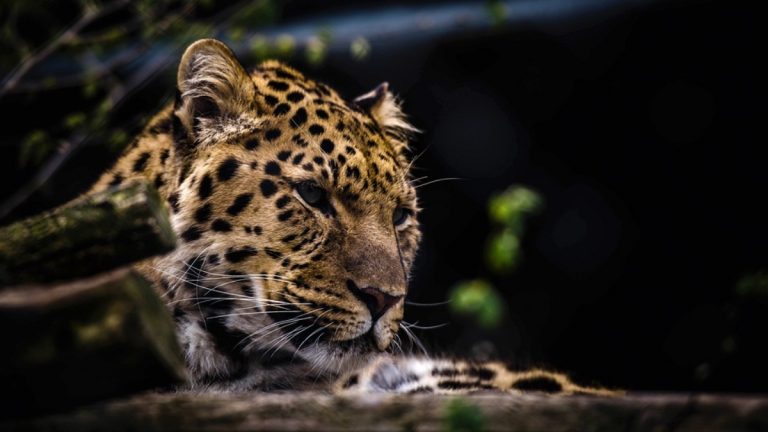 Leopard in Aurangabad: गोठ्यात शिरून बिबट्याने बकरीचा पाडला फडशा (Watch Video)