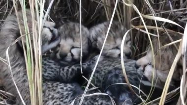 Namibia Cheetah Cubs Video: नामिबियातून भारतात आणलेल्या चित्त्याने दिला चार बछड्यांना जन्म, पाहा व्हिडिओ