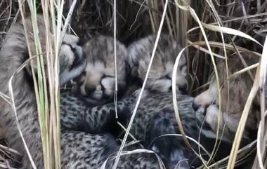 Namibia Cheetah Cubs Video: नामिबियातून भारतात आणलेल्या चित्त्याने दिला चार बछड्यांना जन्म, पाहा व्हिडिओ