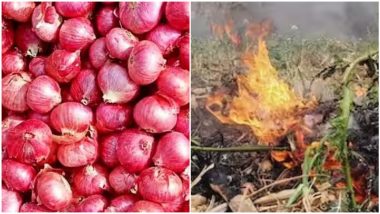 Nashik Onion Holi: नाशिकमध्ये शेतकऱ्यांकडून कांद्याची होळी; भाव गडगडल्याने संताप