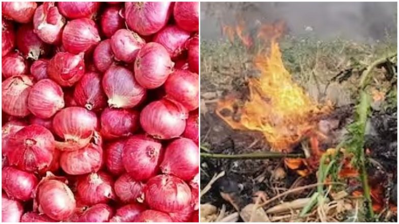 Nashik Onion Holi: नाशिकमध्ये शेतकऱ्यांकडून कांद्याची होळी; भाव गडगडल्याने संताप