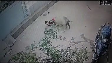 Pig Attack on Child Video: लहान मुलावर डुकराचा हल्ला, गोंदिया येथील घटान (पाहा व्हिडिओ)