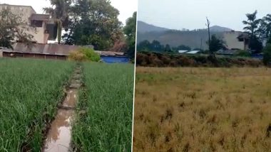 Nashik Rains: नाशिक मध्ये अवकाळी पावसाने केलं कांदा, गहू, हरबरा सह फळबागांचं नुकसान
