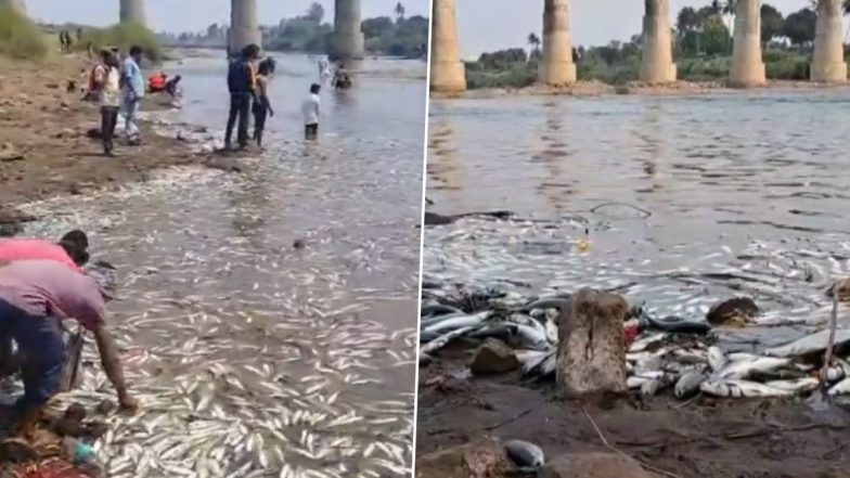 Sangali News: कृष्णा नदीत दूषीत पाणी सोडल्याचा आरोप; दत्त इंडिया कंपनीचा साखर कारखाना बंद करण्याचे  प्रदुषण नियंत्रण मंडळाचे आदेश