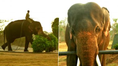 The Elephant Whisperers: ऑस्कर जिंकल्यानंतर थेप्पाकडू एलिफंट कॅम्प बनले पर्यटकांचे आकर्षण