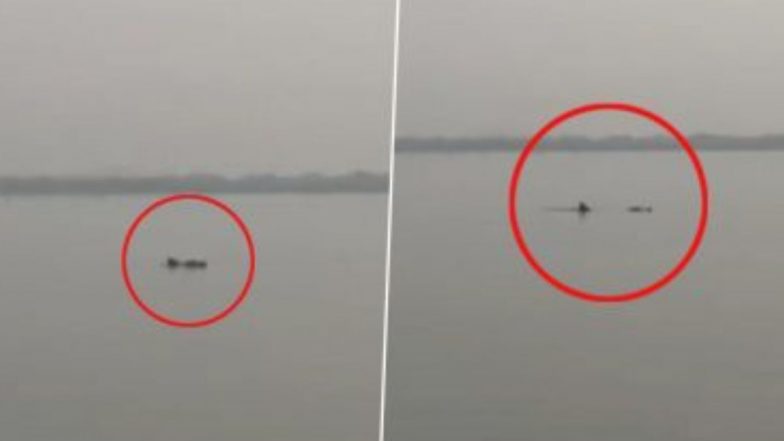 Viral Video: विरार मध्ये Mangrove Ecotourism Site वर स्थानिकांना दिसला  Humpback Dolphin; सोशल मीडीयात व्हिडीओ वायरल