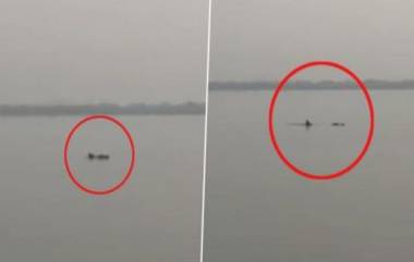 Viral Video: विरार मध्ये Mangrove Ecotourism Site वर स्थानिकांना दिसला  Humpback Dolphin; सोशल मीडीयात व्हिडीओ वायरल