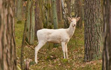 Rare White Deer Spotted in UP: उत्तर प्रदेशमध्ये आढळले दुर्मिळ पांढरे हरीण, फोटो व्हायरल