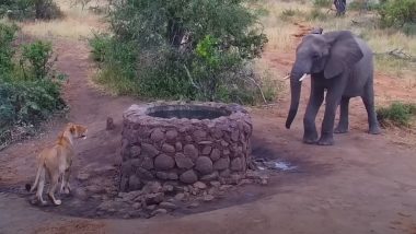 Elephant Sprays Water at Lion: हत्ती येताना पाहून सिंहीण विहिरीच्या मागे लपली, हत्तीच्या रौद्र अवताराने सिंहीण पळाली