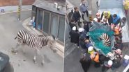 South Korea: दक्षिण कोरियाच्या सोलमध्ये प्राणीसंग्रहालयातून झेब्राने काढला पळ, रस्त्यावर मुक्तपणे दिसला फिरतांना