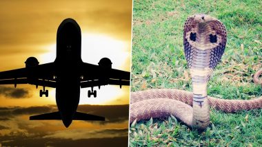 Snake in Plane: विमान 11 हजार फूट उंचीवर असताना पायलटला दिसला कोब्रा; पुढे काय झालं? तुम्हीचं वाचा