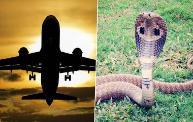 Snake in Plane: विमान 11 हजार फूट उंचीवर असताना पायलटला दिसला कोब्रा; पुढे काय झालं? तुम्हीचं वाचा