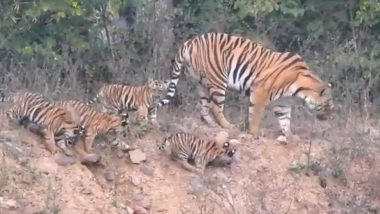 Tiger Cubs Cute Viral Video: वाघीणींच्या पिल्लांचा आईचा पाठलाग करतानाचा क्युट व्हिडिओ व्हायरल (पहा व्हिडिओ)