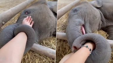 Viral Video: केअरटेकरचा हात हत्तीच्या पिल्लाने प्रेमाने पकडला, व्हिडिओ व्हायरल, पहा व्हिडिओ