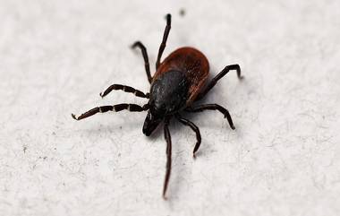 What Is Tick Virus? इंग्लंडमध्ये पाहायला मिळत आहे टिक व्हायरसची दहशत, जाणून घ्या संपूर्ण माहिती