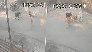 Nagpur Dog Attack On Child: नागपूरात तीन वर्षाच्या मुलावर भटक्या कुत्र्यांचा हल्ला, चिमुरडा जखमी