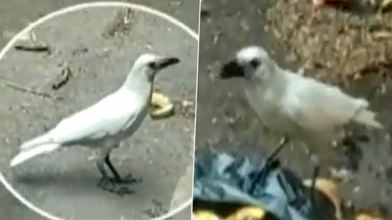 White Crow Viral Video: निसर्गाची किमया! पुण्यात आढळला पांढऱ्या रंगाचा कावळा, पहा व्हिडिओ