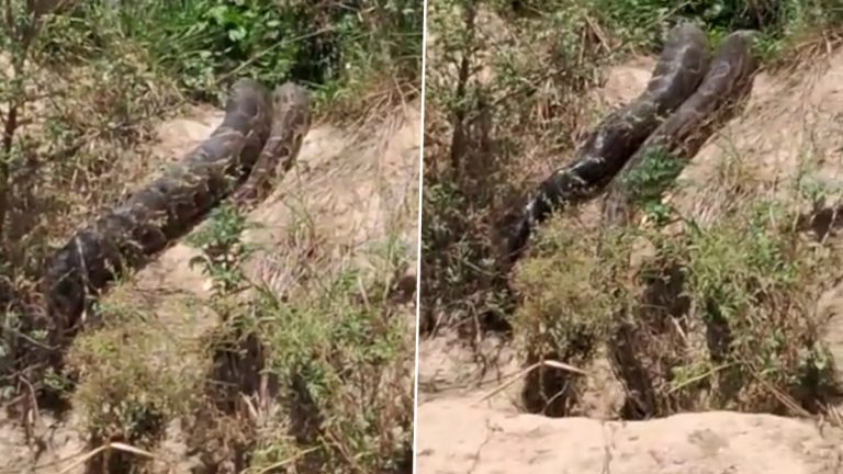 Python Viral Video: उत्तर प्रदेशमधील हापूरच्या जंगलात आढळला अ‍ॅनाकोंडासारखा महाकाय अजगर; व्हायरल व्हिडिओ पाहून तुम्हालाही लागेल थाप, Watch