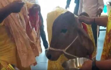 Cow Inaugurates Organic Food Restaurant: काय सांगता? गायीने केले लखनौमधील रेस्टॉरंटचे उद्घाटन; पुरवले जात आहेत ऑरगॅनिक पदार्थ (Watch Video)