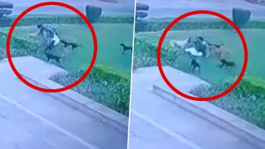 Viral Video: उत्तर प्रदेशातील अलीगढ मुस्लिम विद्यापीठाच्या परिसरात कुत्र्यांच्या टोळीने तरुणावर केला हल्ला, तरुणाचा मृत्यू, घटना सीसीटीव्हीत कैद Watch