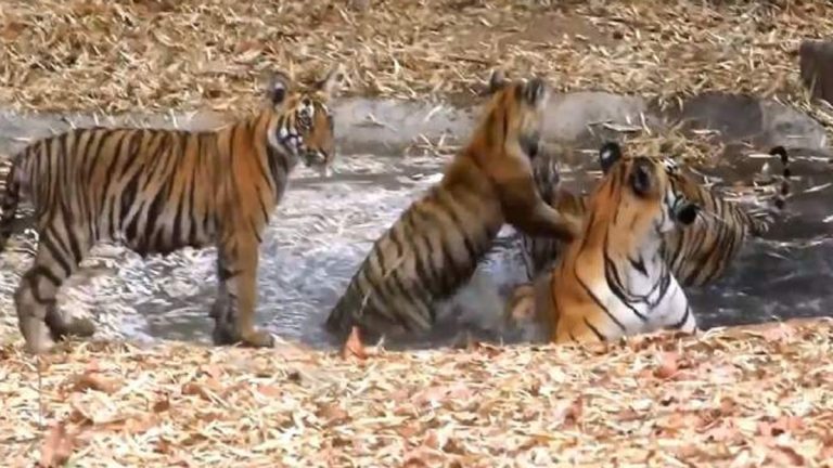 Viral Video: ताडोबा येथे उष्णतेचा पारा ४३.२ अंश सेल्सिअस, बबली वाघाने तीन बछड्यांना घेऊन घेतला जलक्रीडांचा आनंद