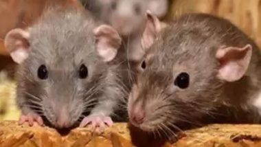 Scientists Grow Mouse Embryos In Space: शास्त्रज्ञांनी प्रथमच अंतराळात विकसित केले उंदराचे भ्रूण; मानवाचे अवकाशात पुनरुत्पादन करणे होणार शक्य?