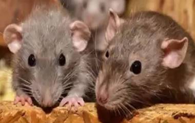 Rats Drank Liquor: पोलीस ठाण्यात ठेवलेली दारू उंदरांनी केली फस्त; पिंजरा लावून एका आरोपीला अटक; न्यायालयात केले जाणार हजर