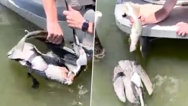 Video: फ्लोरिडा येथे एका माणसाने, घशात अडकलेला मासा काढून पक्ष्याचा वाचवला जीव, पाहा व्हिडिओ