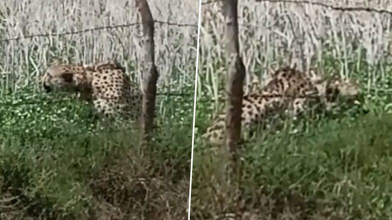 Kuno National Park: कुनो राष्ट्रीय पार्कमधून पळून गेलेला ओबान चित्ता पकडला; दक्षिण आफ्रिकेच्या टीमने केलं रेस्क्यू; 'आशा' अजूनही फरार