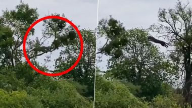 Video: एका झाडावरून दुसऱ्या झाडावर उड्या मारणाऱ्या माकडांचा पाठलाग करणारा बिबट्याचा व्हिडीओ, IFS अधिकाऱ्याने केला शेअर
