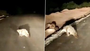 Viral Video: गोव्याच्या मडगावमध्ये रात्रीच्या वेळी मगर रस्ता ओलांडताना दिसली, व्हिडिओ व्हायरल