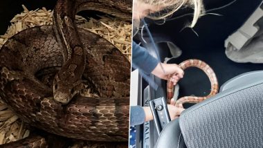 Snake Found Inside Car: ग्राहकाला कार देताना कारच्या डॅशबोर्डवर साप आढळ्याने खळबळ (पहा फोटो)
