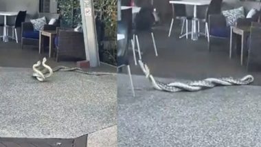 Snake Mating Video: ऑस्ट्रेलियातील कॅफेमध्ये दोन सापांचा रोमान्स; व्हिडीओ व्हायरल (Watch)