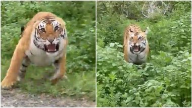 Angry Tiger Viral Video: वाघ चिडला, डरकाळी फोडत पर्यटकांवर झेपावला; जिम कॉर्बेट जंगलातील व्हिडिओ व्हायरल