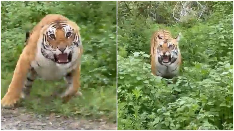 Angry Tiger Viral Video: वाघ चिडला, डरकाळी फोडत पर्यटकांवर झेपावला; जिम कॉर्बेट जंगलातील व्हिडिओ व्हायरल