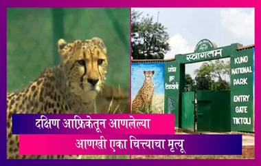 Cheetah Dies:मध्य प्रदेश मधील कुनो नॅशनल पार्कमध्ये दक्षिण आफ्रिकेमधून आणलेल्या अजून एका चित्याचा मृत्यू