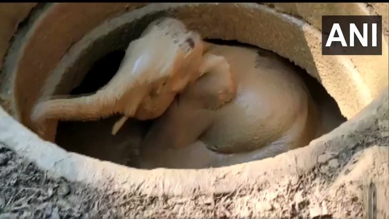 Elephant Fell Into Well: खोल विहीरीत पडलेल्या हत्तीला वाचविण्यात वनविभागाला यश (Watch Video)