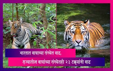 Maharashtra Tigers: भारतात वाघाच्या संख्येत वाढ, राज्यातील वाघांच्या संख्येतही 23 टक्क्यांनी वाढ